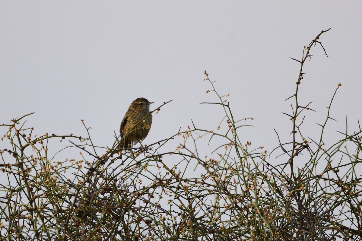 Striated Fieldwren - Ken Crawley