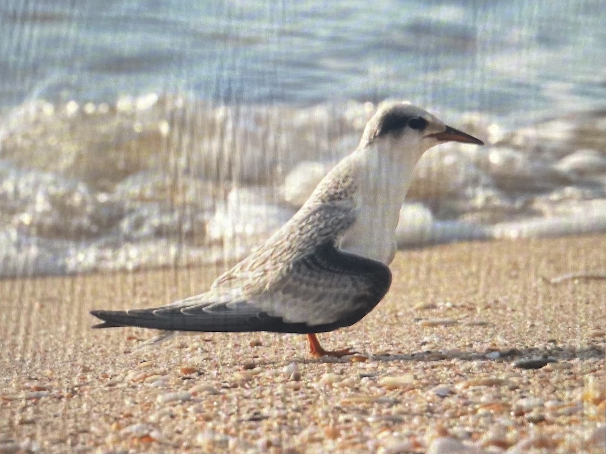 Least Tern - ML620256479