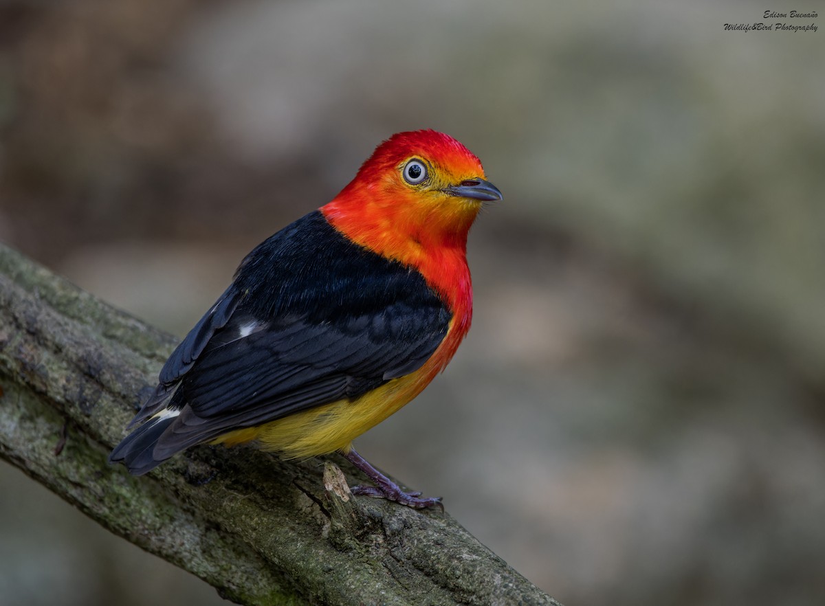 Band-tailed Manakin - ML620256481