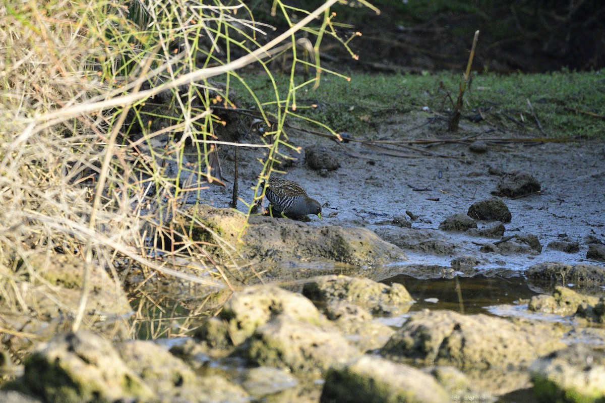 Australian Crake - ML620256483