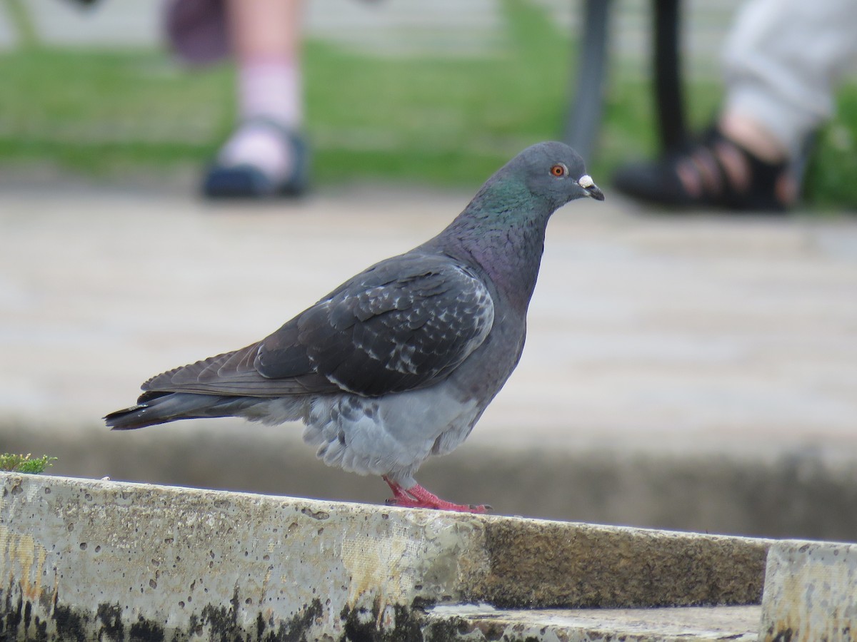 Rock Pigeon (Feral Pigeon) - ML620256484
