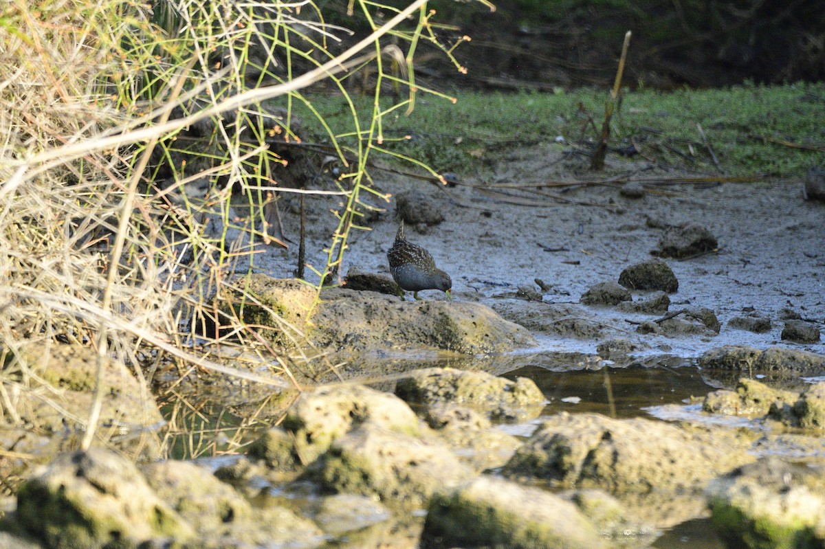 Australian Crake - ML620256486