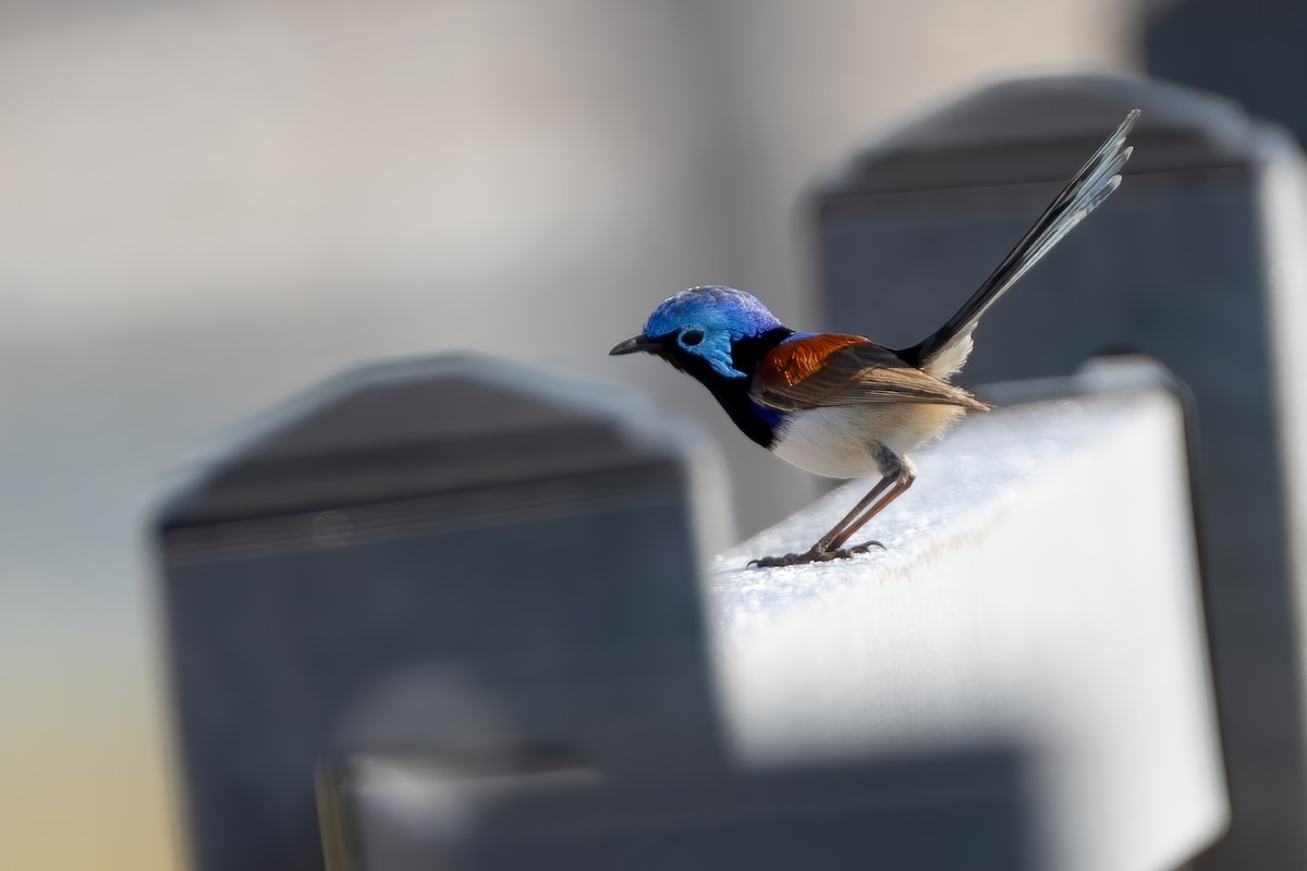 Purple-backed Fairywren - ML620256493