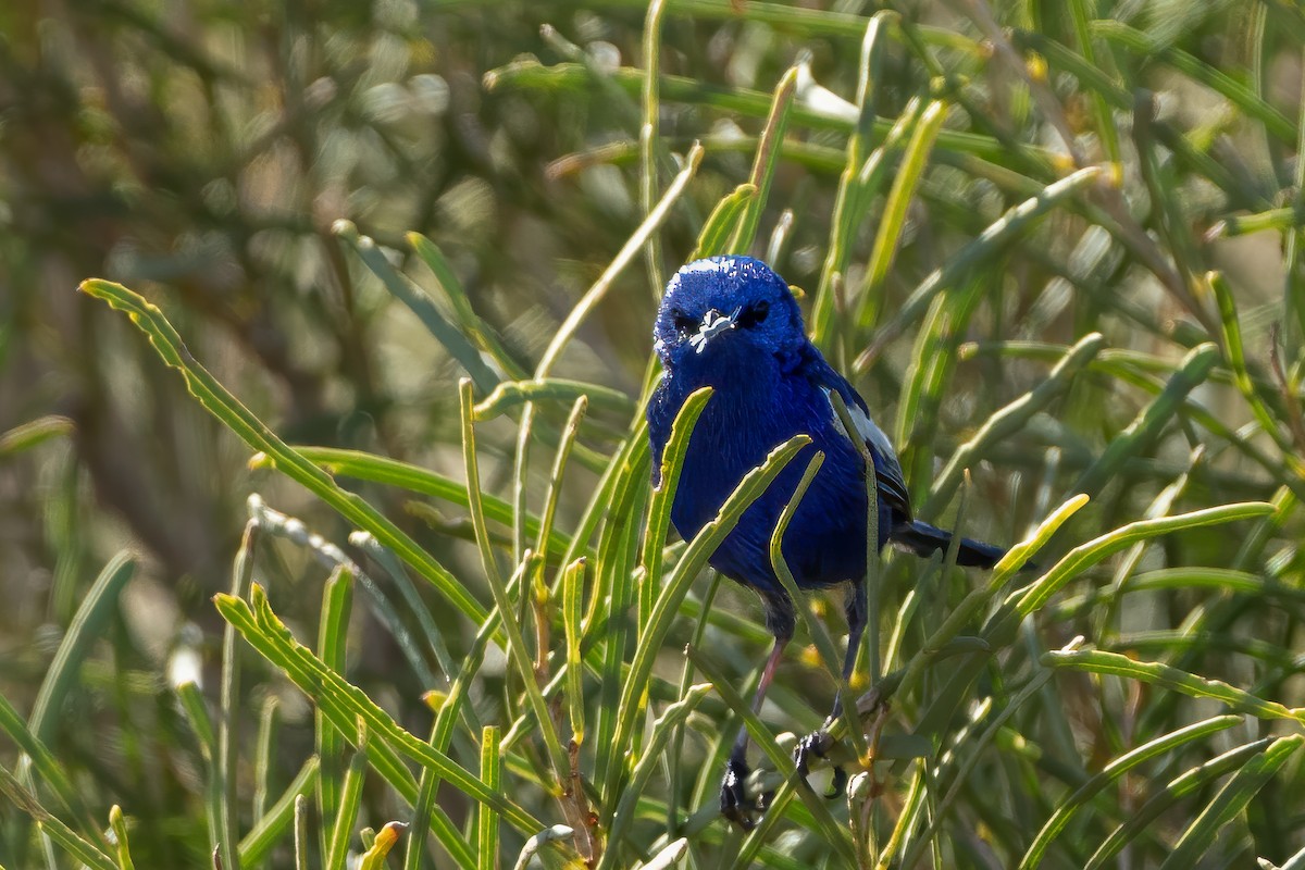 White-winged Fairywren - Ian and Deb Kemmis