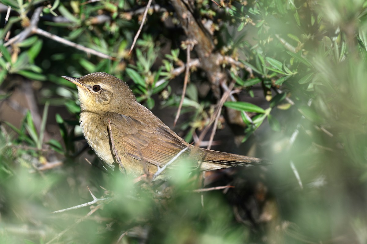 Chinese Bush Warbler - Ross Zhang