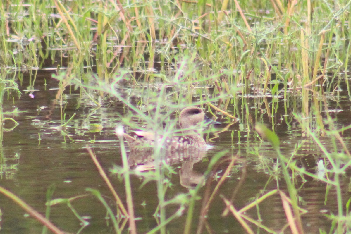 Marbled Duck - ML620256510