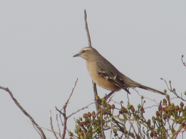 Patagonian Mockingbird - ML620256512