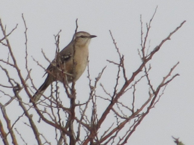 Patagonian Mockingbird - ML620256514