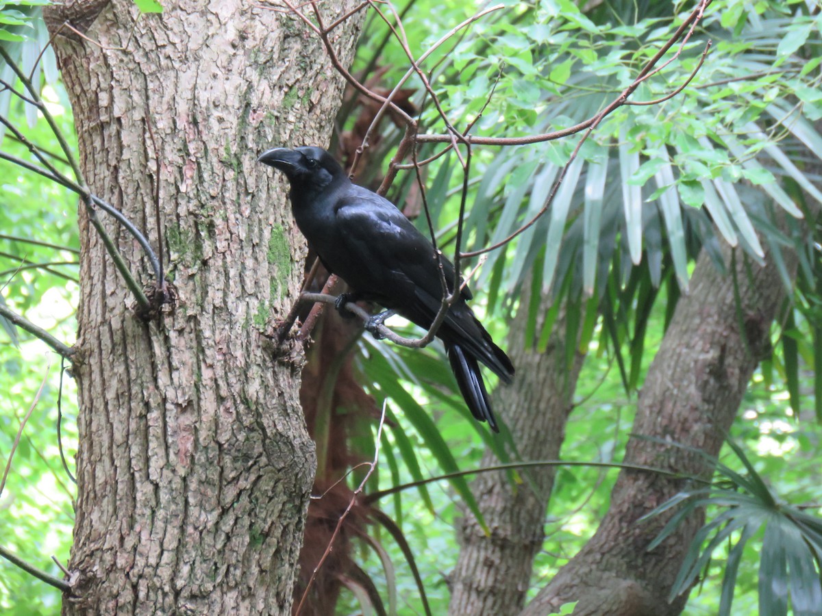 Large-billed Crow - ML620256537