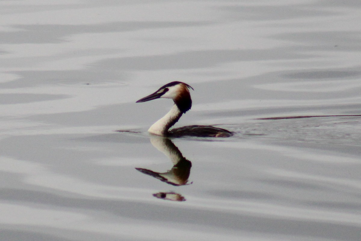 Great Crested Grebe - ML620256543