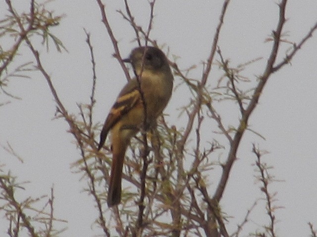 White-winged Black-Tyrant - ML620256547