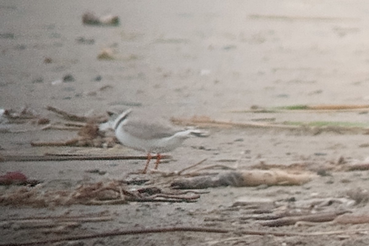 Piping Plover - ML620256549