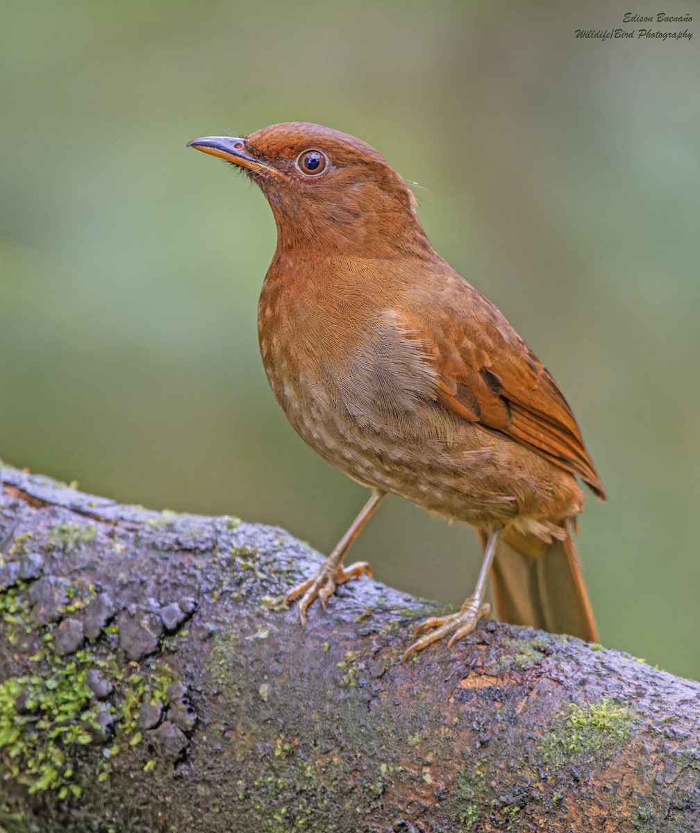 Rufous-brown Solitaire - ML620256550