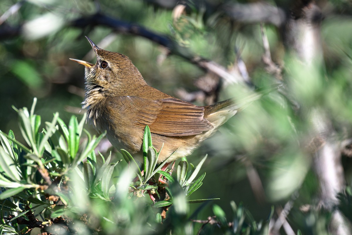 Chinese Bush Warbler - Ross Zhang