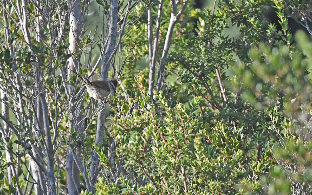 Plain-mantled Tit-Spinetail (aegithaloides) - ML620256557