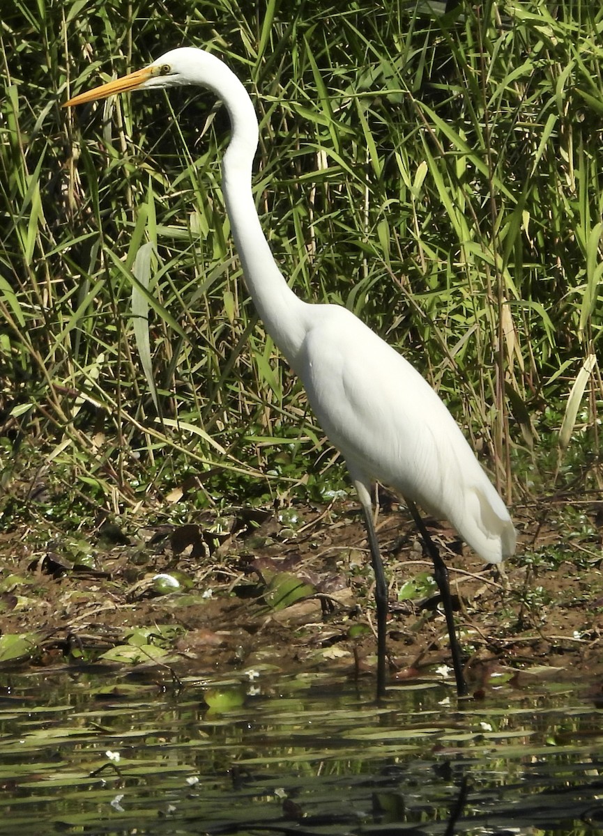 Great Egret - ML620256558