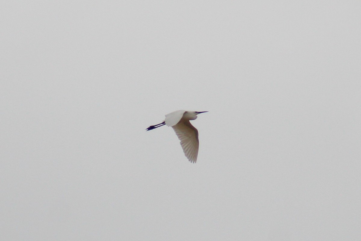 Great Egret - ML620256559