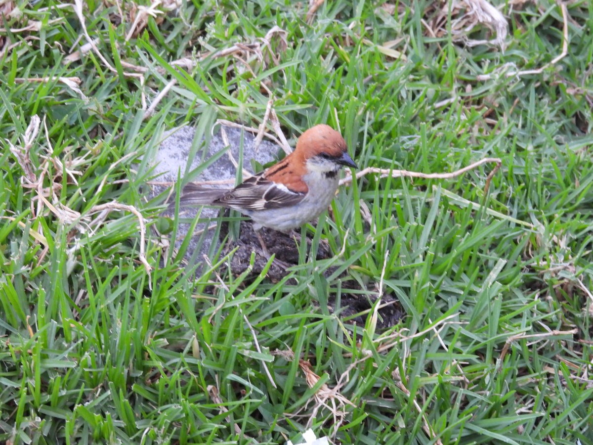 Russet Sparrow - ML620256563