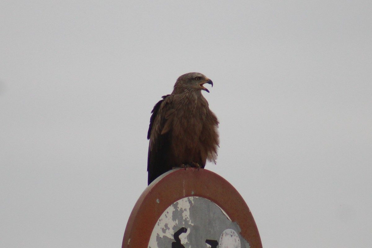 Black Kite - ML620256570