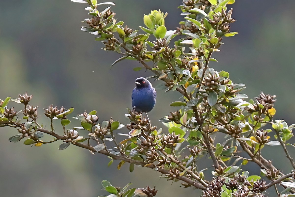 Masked Flowerpiercer - ML620256584