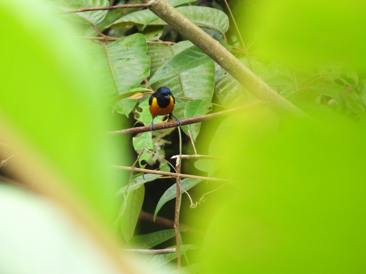 Rufous-bellied Euphonia - ML620256591