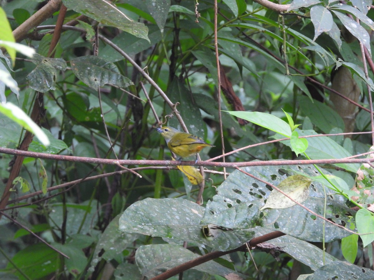 Rufous-bellied Euphonia - ML620256592