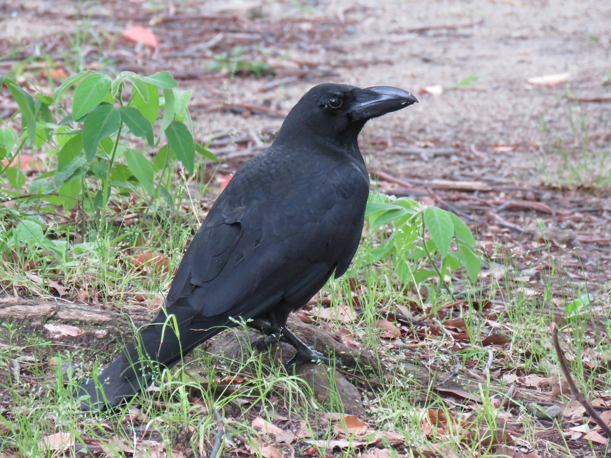 Large-billed Crow - ML620256595