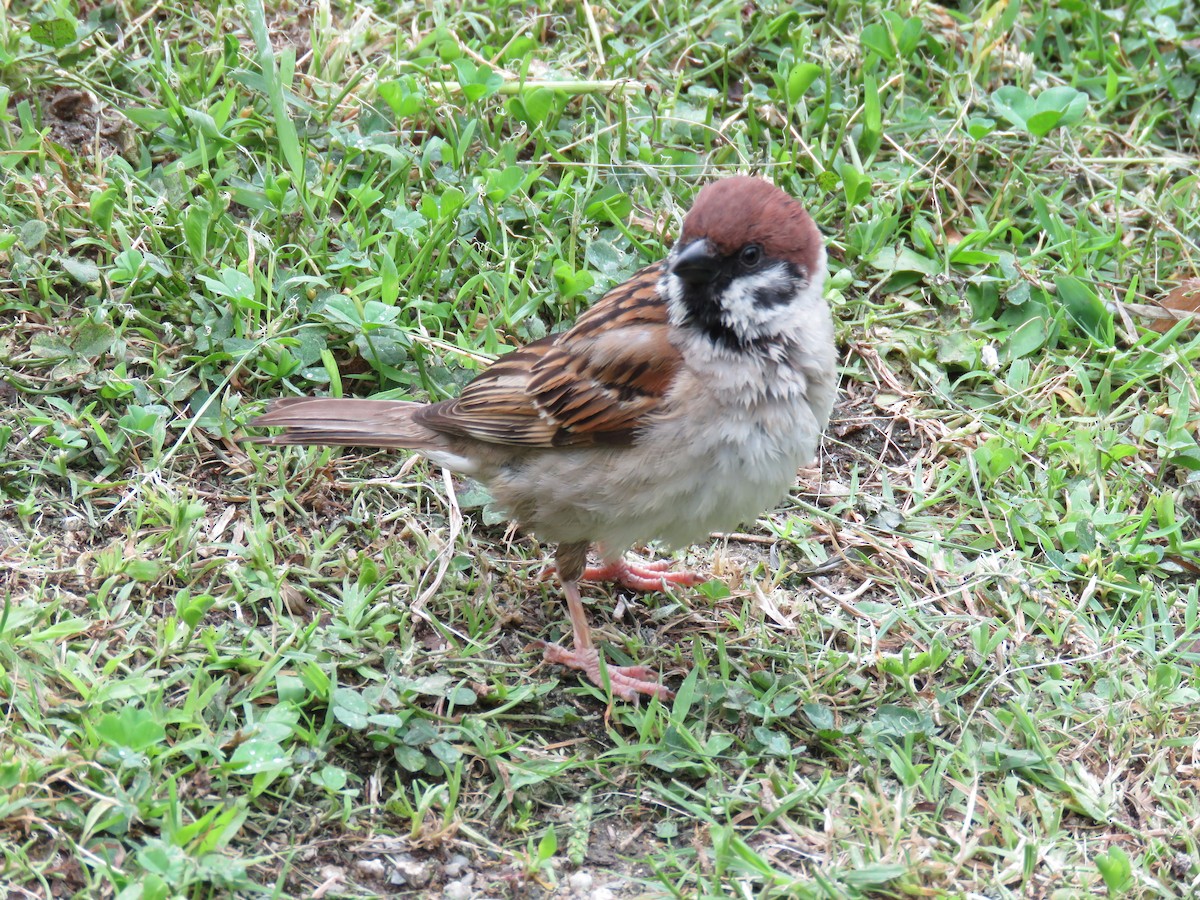 Eurasian Tree Sparrow - ML620256609