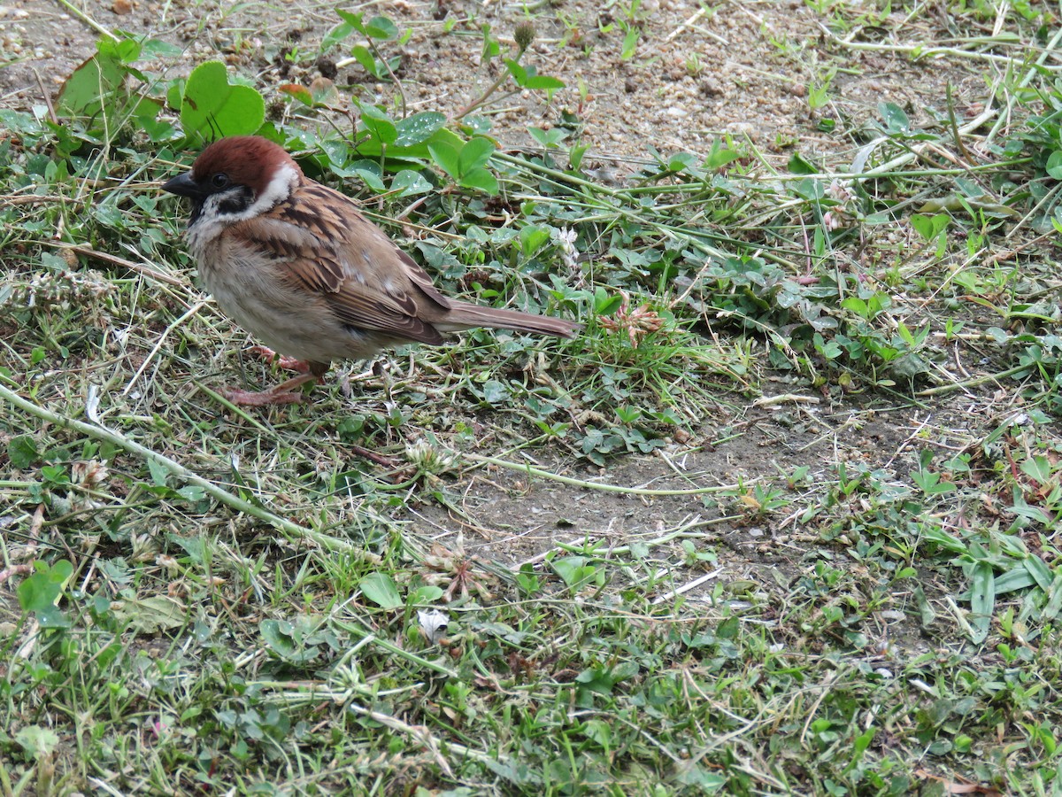 Eurasian Tree Sparrow - ML620256610