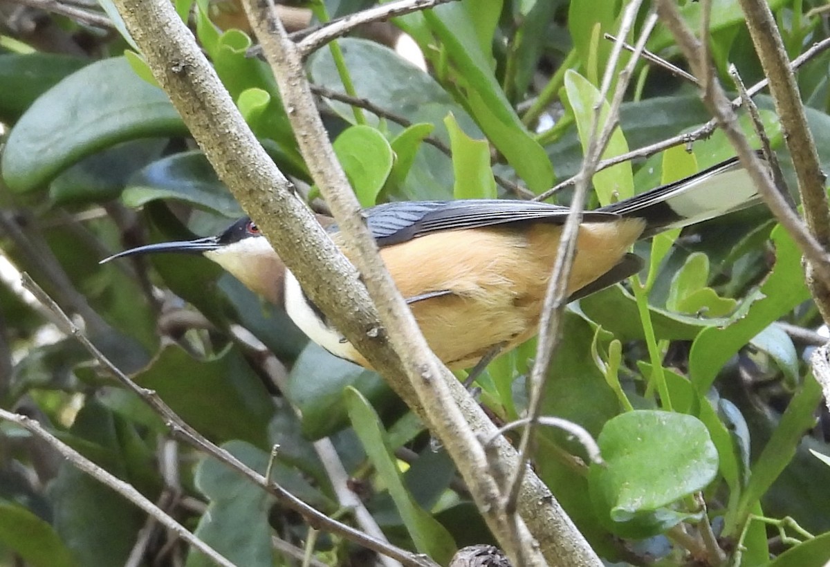 Eastern Spinebill - ML620256611