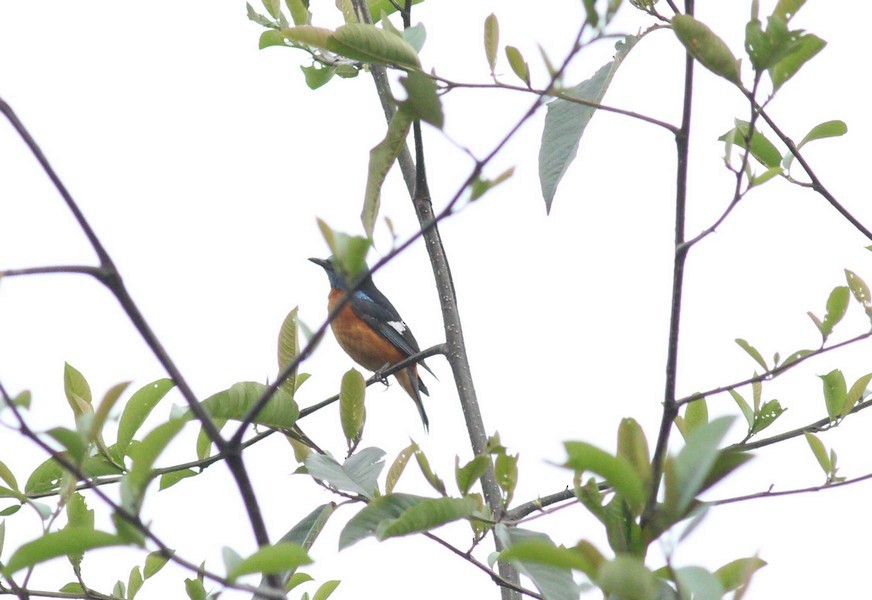 Blue-capped Rock-Thrush - Mamta Parmar