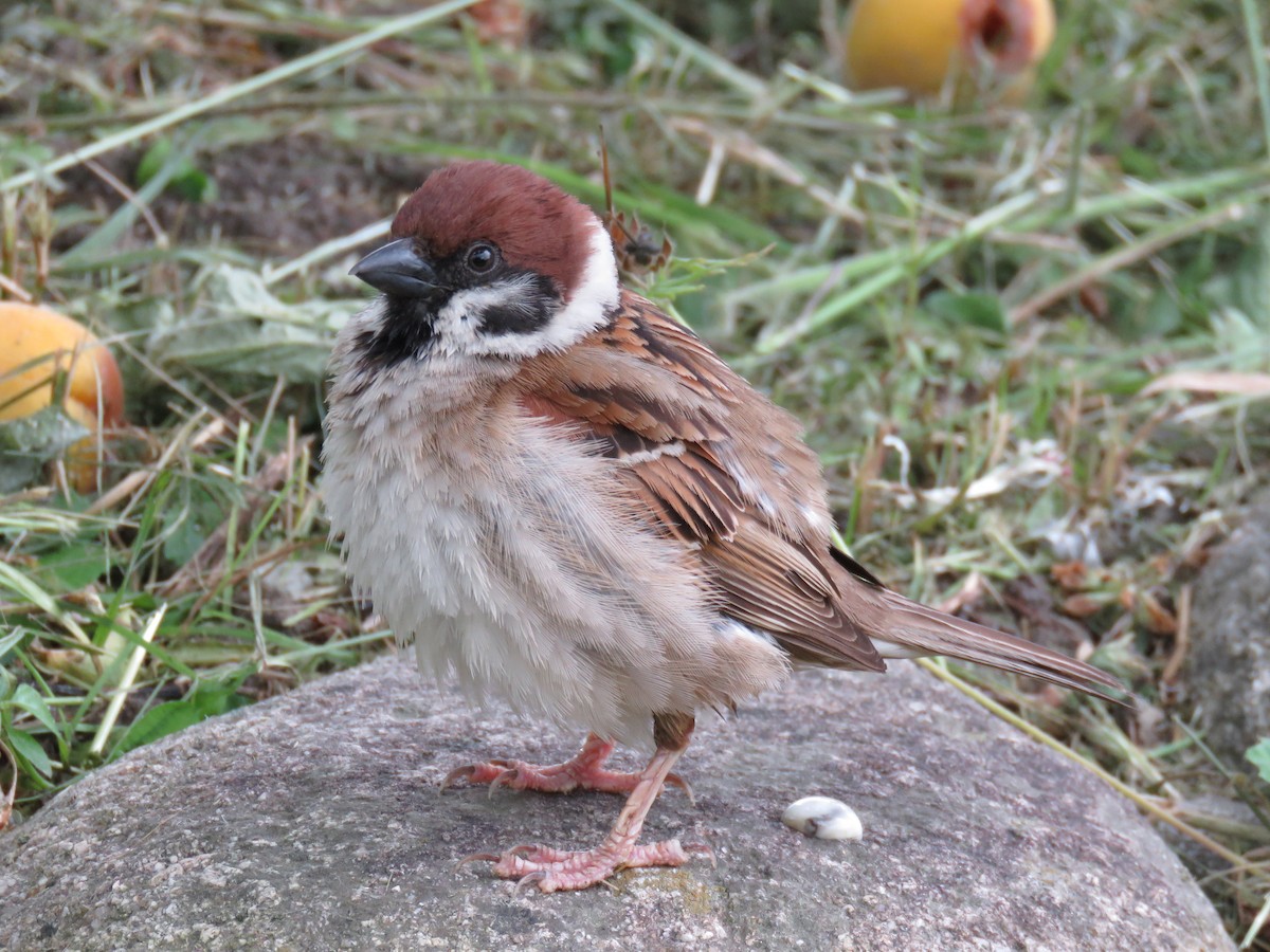 Eurasian Tree Sparrow - ML620256614