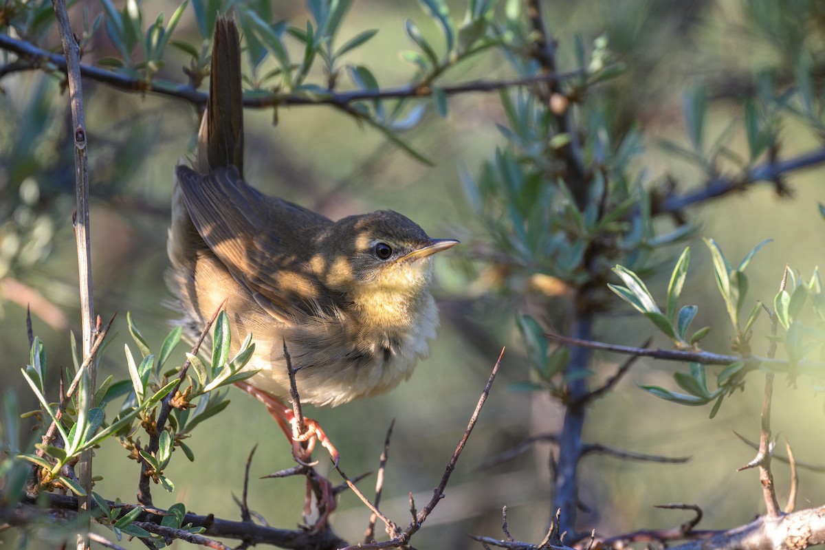 Chinese Bush Warbler - ML620256615