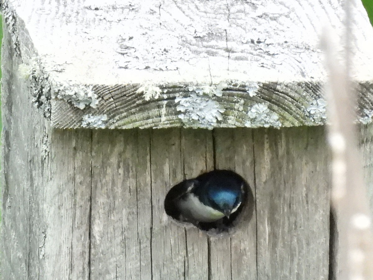 Tree Swallow - ML620256616