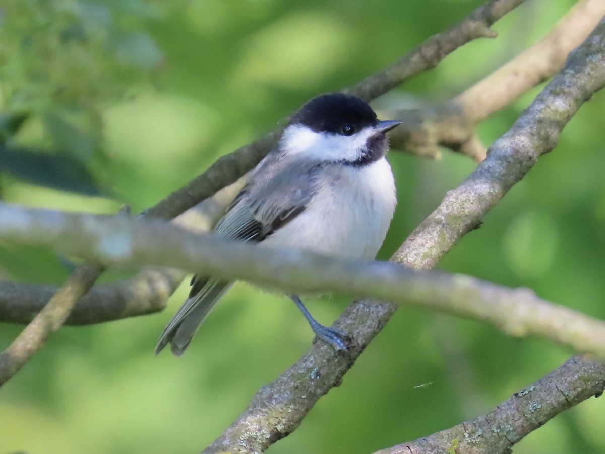 Carolina Chickadee - ML620256618