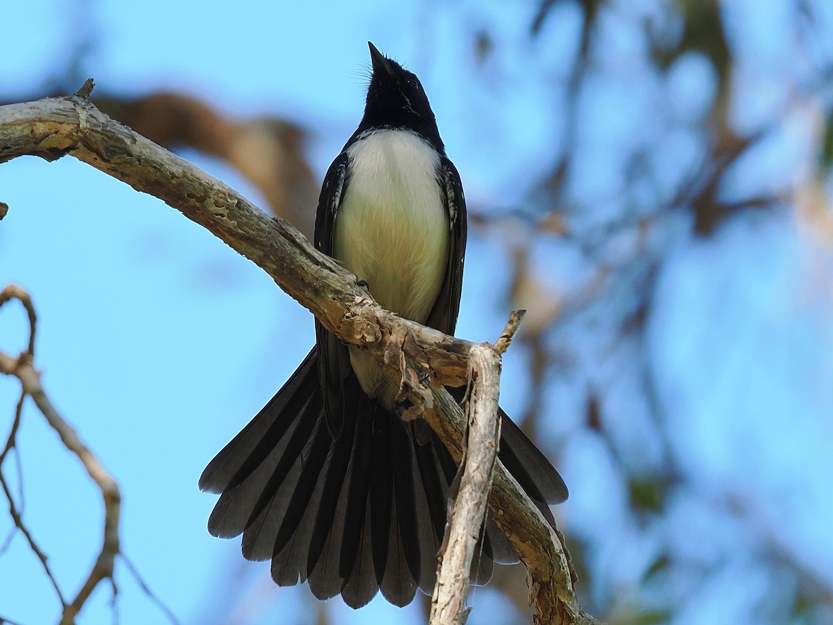 Willie-wagtail - ML620256624