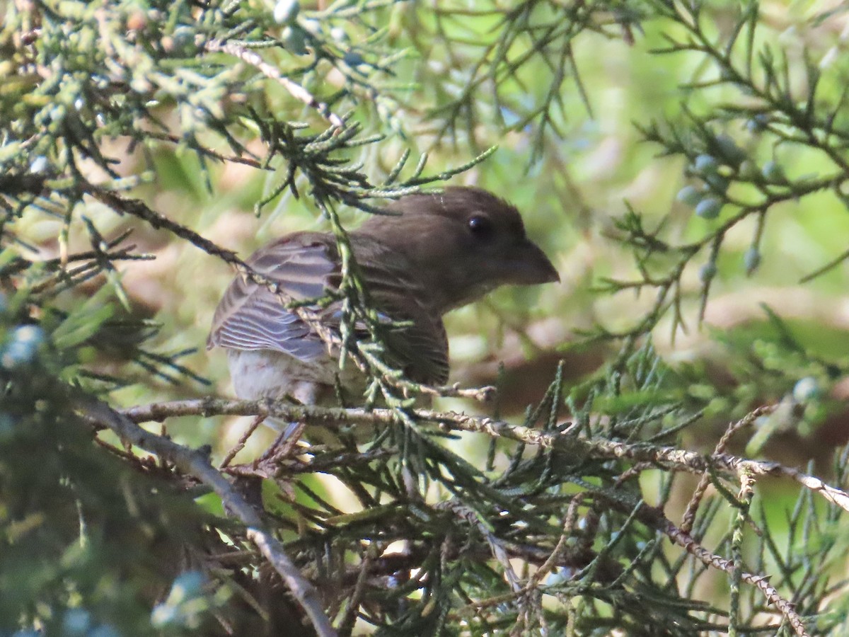 House Finch - ML620256625