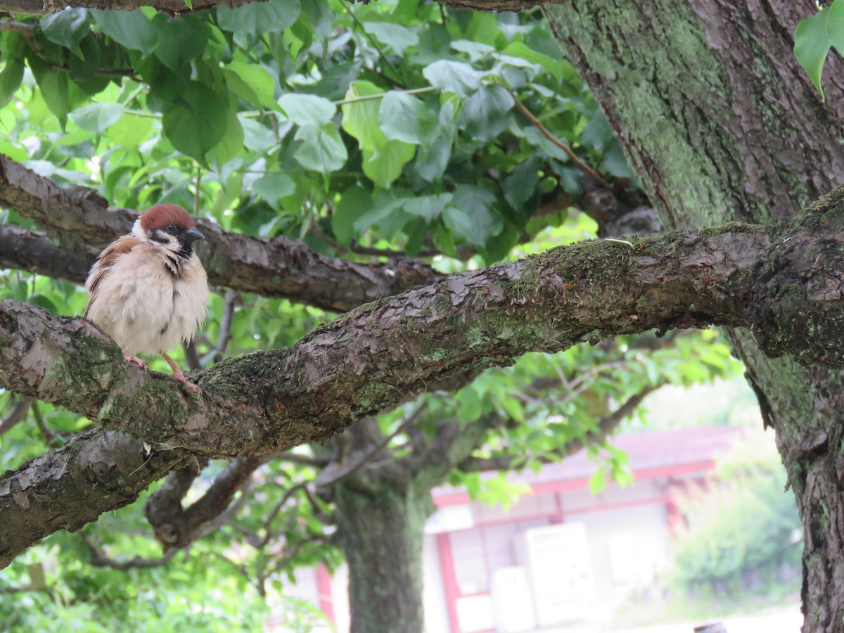 Eurasian Tree Sparrow - ML620256626