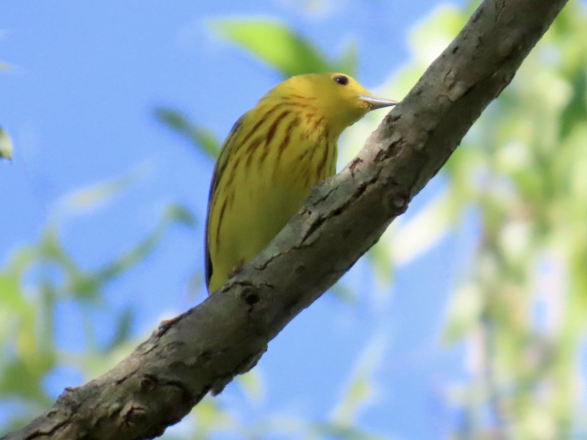 Yellow Warbler - ML620256631