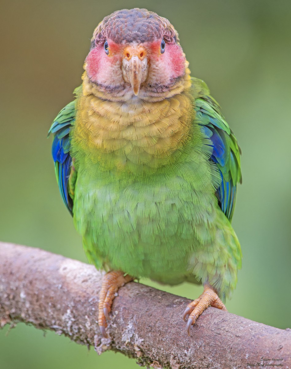 Rose-faced Parrot - ML620256633