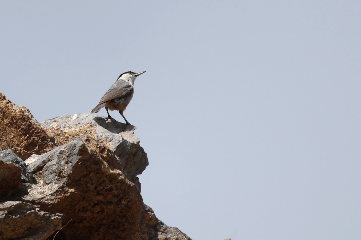 Western Rock Nuthatch - ML620256634