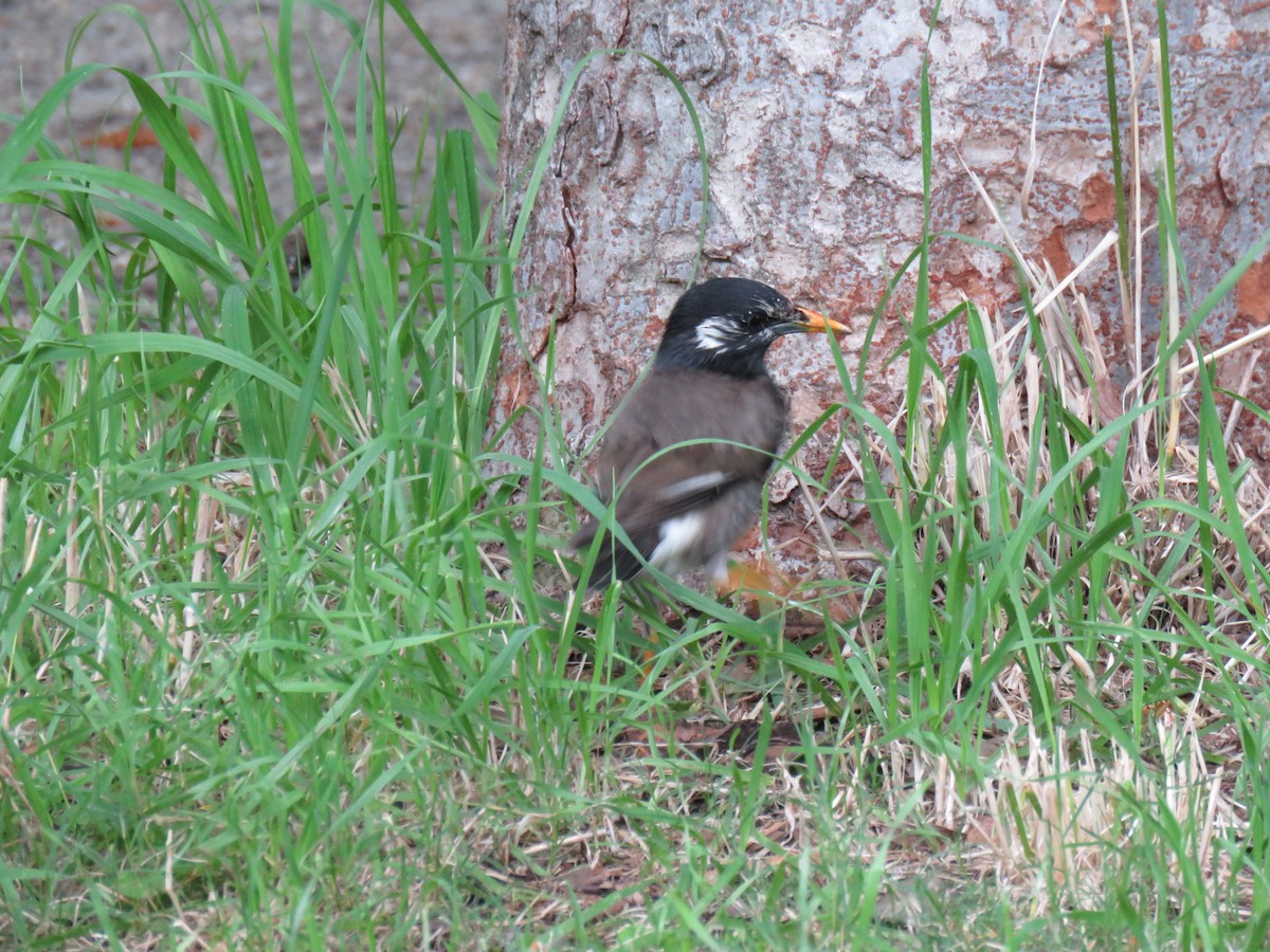 White-cheeked Starling - ML620256637