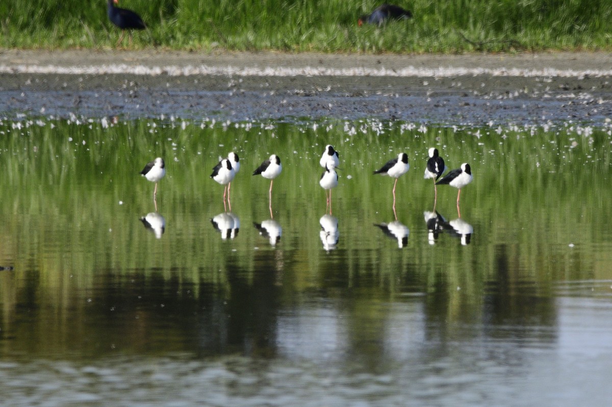 黑領高蹺鴴 - ML620256641