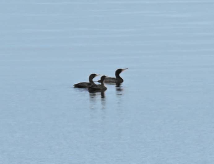 Cormoran à aigrettes - ML620256651