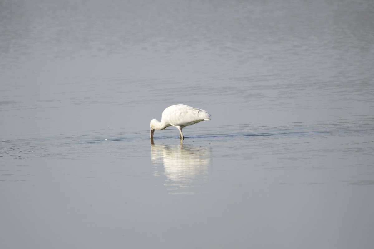 Yellow-billed Spoonbill - ML620256656