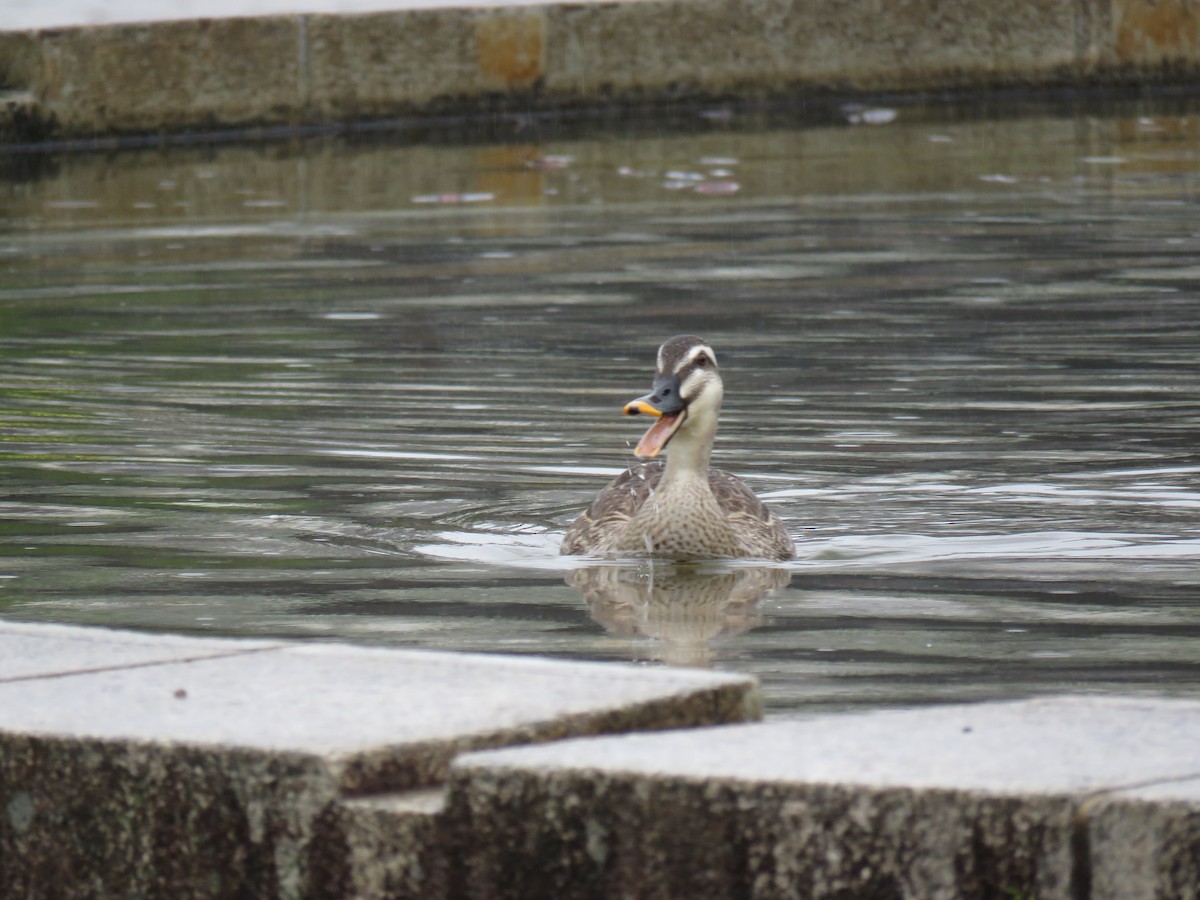 Eastern Spot-billed Duck - ML620256657