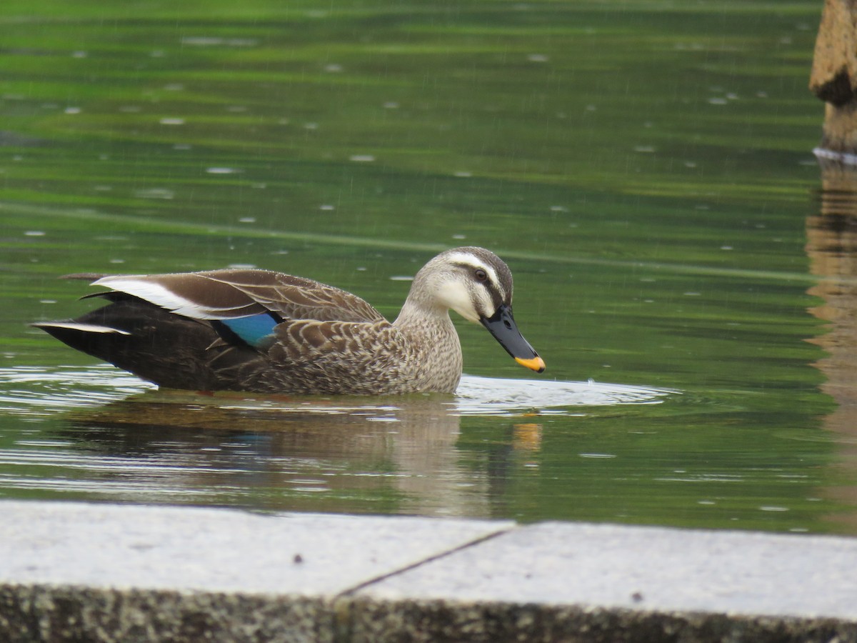 Eastern Spot-billed Duck - ML620256659