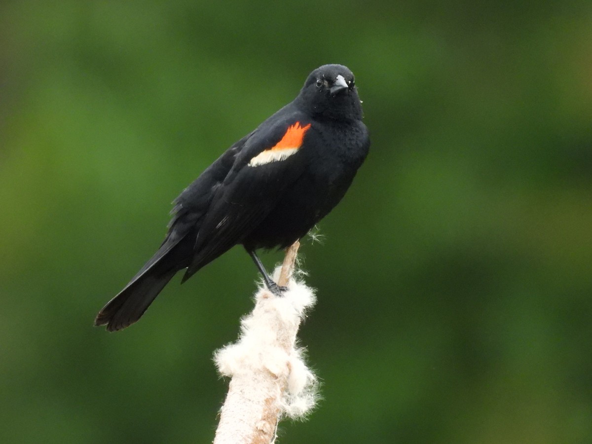 Red-winged Blackbird - ML620256668