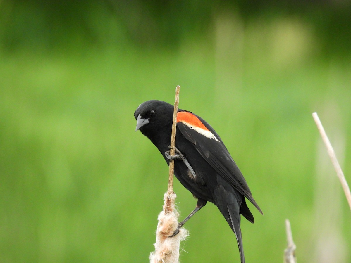 Red-winged Blackbird - ML620256671