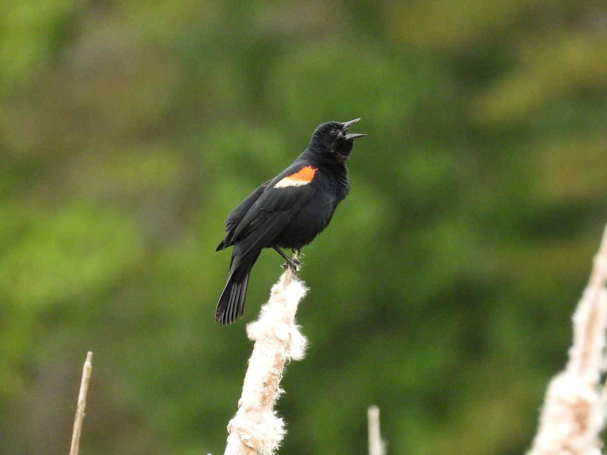 Red-winged Blackbird - ML620256672